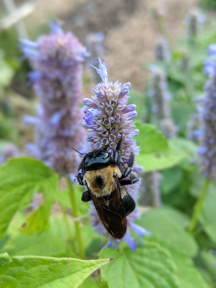 Meet Polli Nator as they enjoy a little sip sip of some sweet stuff

#pollinators
#bees
#gardenlife