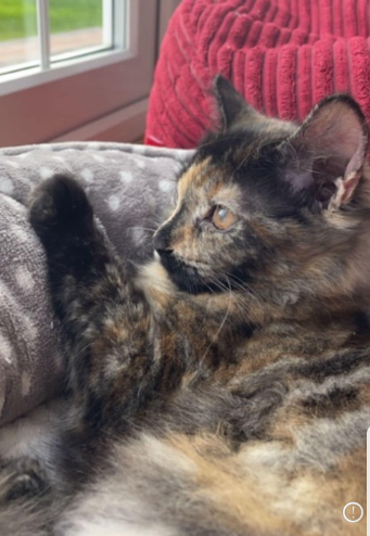 _Ce_Ce__'s tweet photo. If anyone has seen this cat anywhere in the Hinstock, Sambook, Cheswardine, or Newport area in #Shropshire please can you let me know? She got into a workvan outside her owner's house in #Telford and ended up in Cheswardine 15 miles away and is probably somewhere in between #cats https://t.co/0w9vMvGqPD