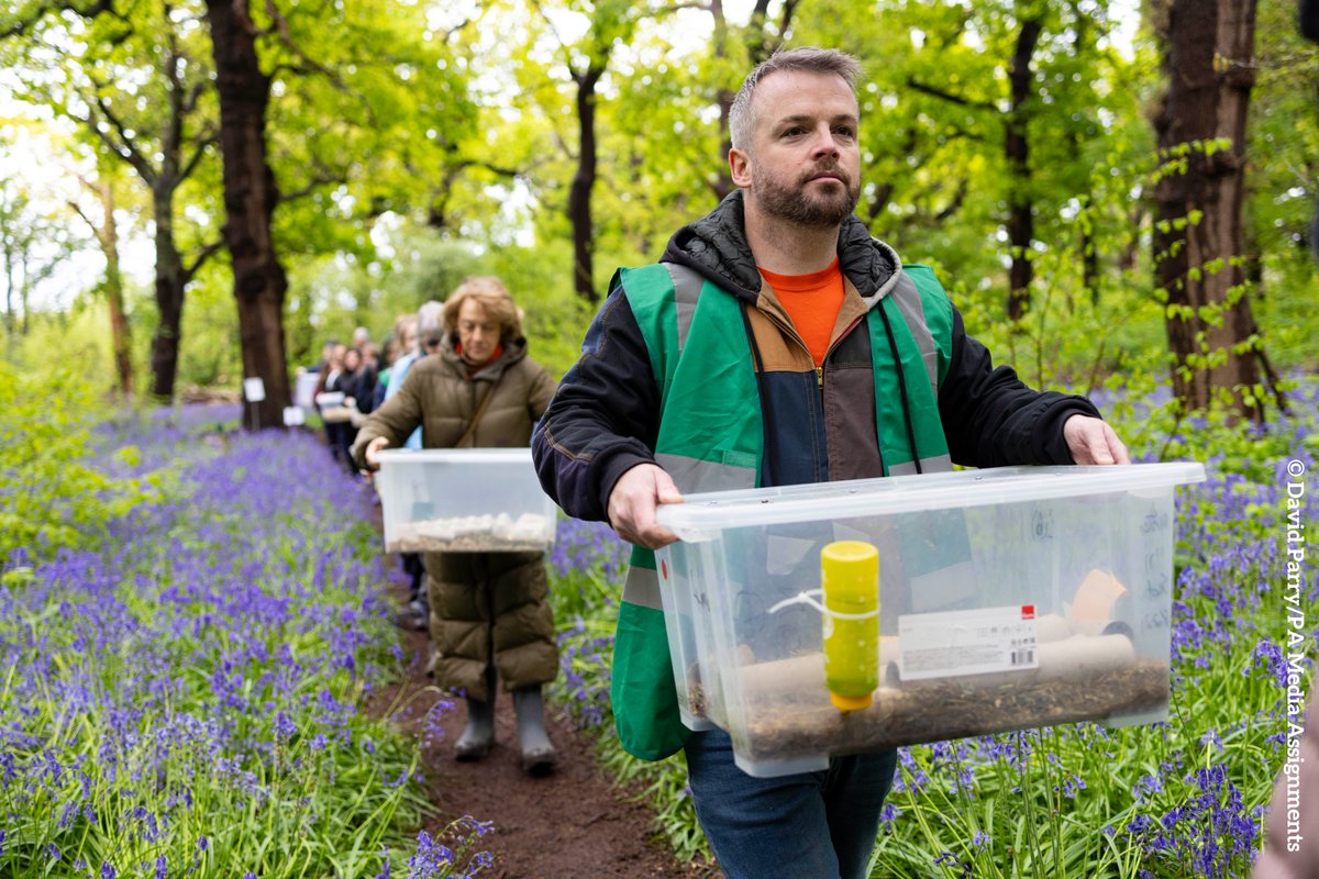 Yesterday, over 150 harvest mice were reintroduced into Perivale Wood after a 45 year absence!

Another amazing #RewildLondonFund project delivered by @SelborneSoc and @WildlifeEaling, and funded by @LDN_environment & @AmazonNewsUK Right Now Climate Fund.

wildlondon.org.uk/news/harvest-m…