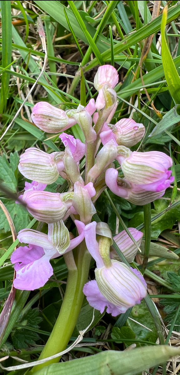 Green-winged Orchid - Anacamptis morio on Selsley Common today