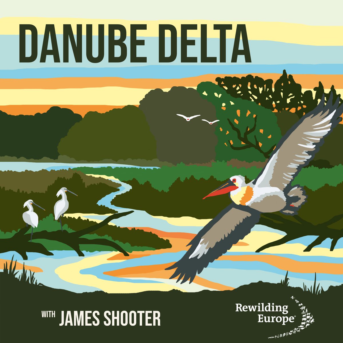 The latest episode of #TheRewildPodcast by @James__Shooter is all about the #DanubeDelta!👂🪷 Dalmatian pelican comeback, #rewilding of the wetlands and steppes, free-roaming kulan and water buffalo, optimistic resilient people, and more.🐃🫏 Enjoy👉 rewildingeurope.com/the-rewild-pod…