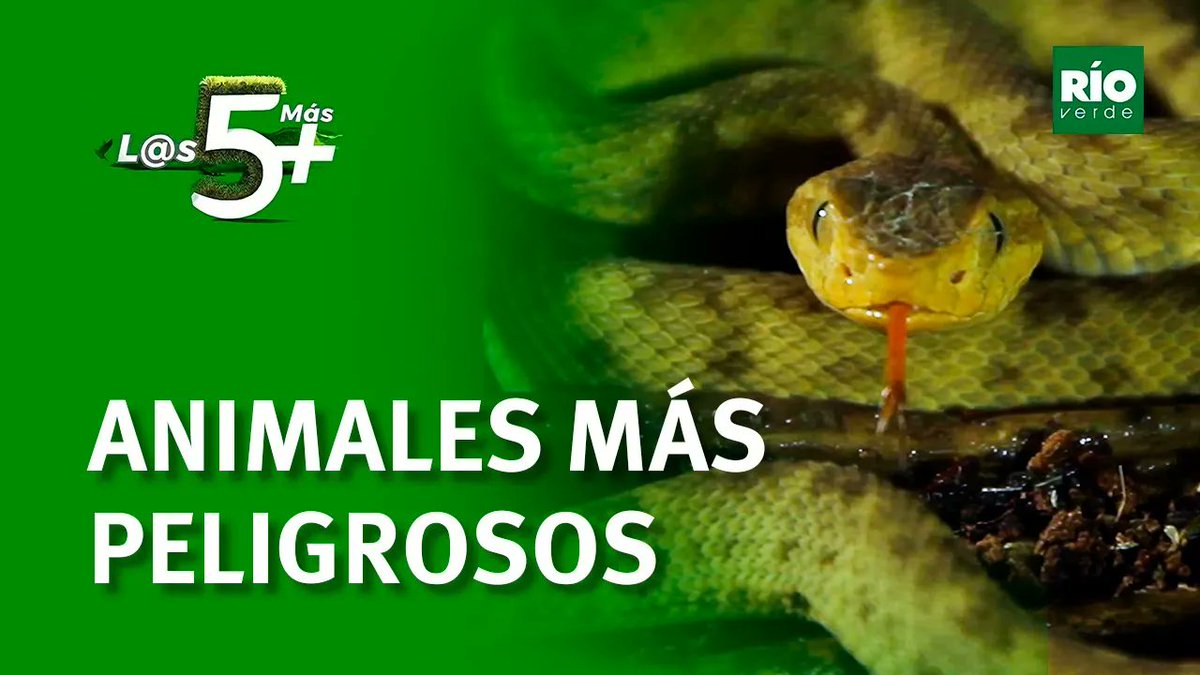 Los 5 más - Animales peligrosos de Venezuela - Río Verde youtu.be/JCIp2XJdwkg?si… a través de <a href="/YouTube/">YouTube</a>
