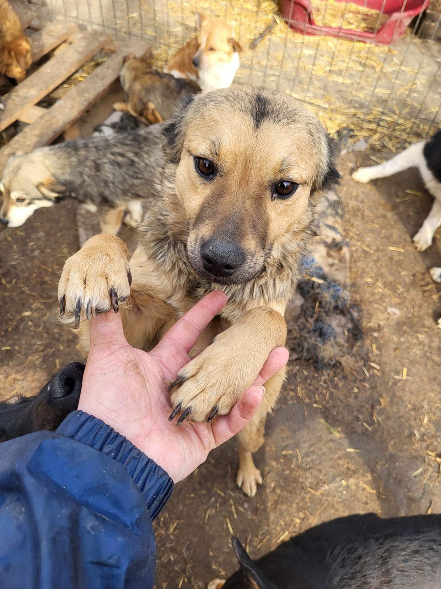 Hi, I’m Izzy and I love cuddles 🥰 I’m in Romania but my bags are packed and I’m all ready for a family - could it be yours? I’m around 3 and very gentle. Please help share me 🙏 pawprints2freedom.co.uk/adopt #adoptable #adoptme #adoptdontshop