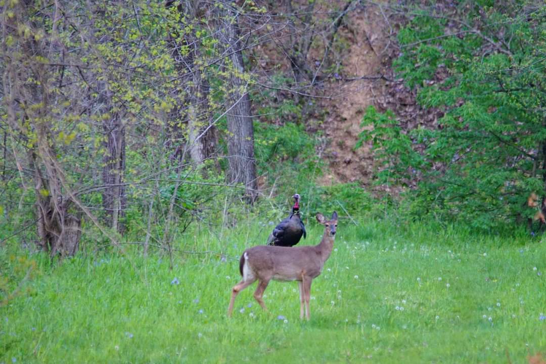Nothing to see here. Just a turkey catchin' a ride on a deer.

Just kidding - it's the angle and perspective of the pic.

There's a few days left for turkey hunting! Spring season runs through May 5.

📸Mark Ramsey