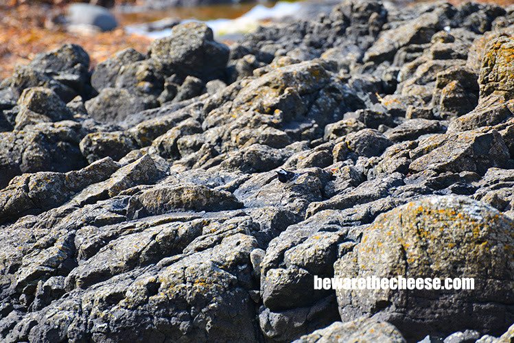 The rocky coast of #NorthernIreland at the #GiantsCauseway. A daily photo from my archives.
bewarethecheese.com #photography #travel #europe #ireland