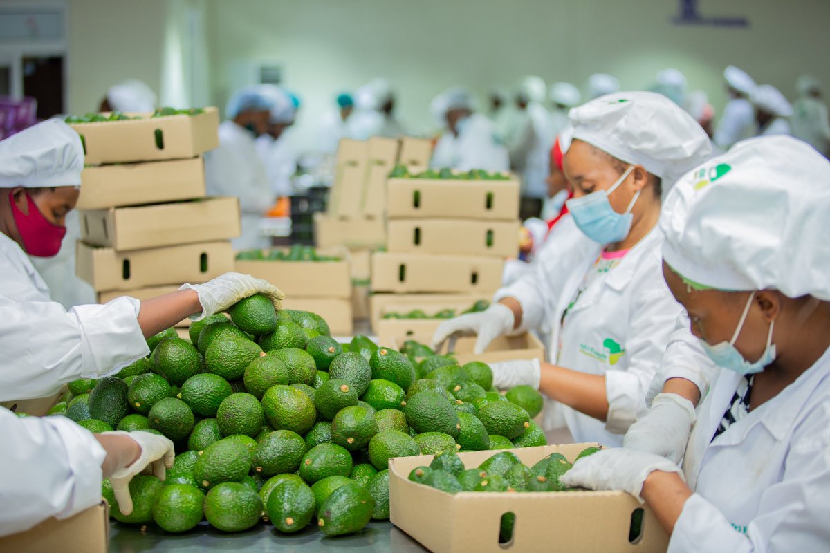 ryaf_agribiz's tweet image. Youth in agribusiness : describes how young people are actively involved in the agricultural sector as agripreneurs, innovators, and contributors to agricultural development, economic growth, and food security.
🌱#YouthinAg #Agripreneurship