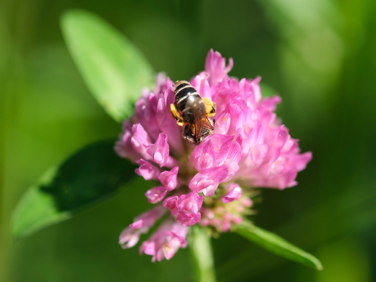 2nd PhD chapter published @consbiog 🥳 Landscape simplification decreases plant-pollinator interaction diversity and flower visitation – but can abundant #pollinators buffer that? 🐝🌼 👉 doi.org/10.1111/ddi.13… @VOODOO_EU @agroscope