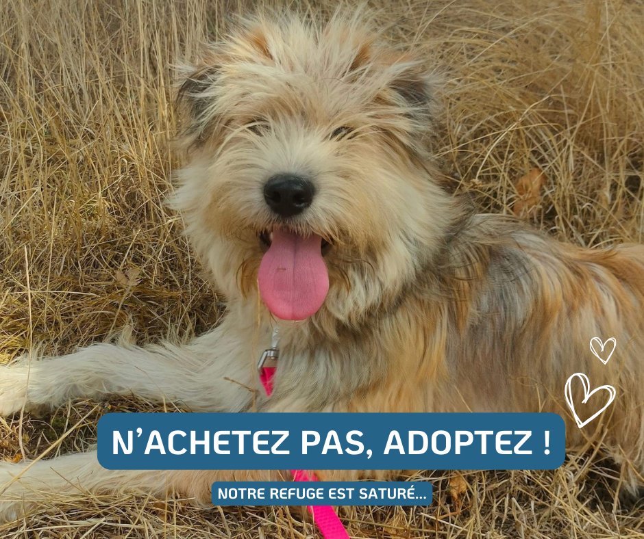 🐾[ADOPTION]🐾 Venez adopter votre futur compagnon à quatre pattes au sein de notre Refuge des Orphelins à Aunay-Sur-Odon (14) ! Notre refuge est actuellement saturé au vu des récents sauvetages d’#animaux maltraités et abandonnés…🙏🏼 Tournez le chapitre de leur ancienne vie…