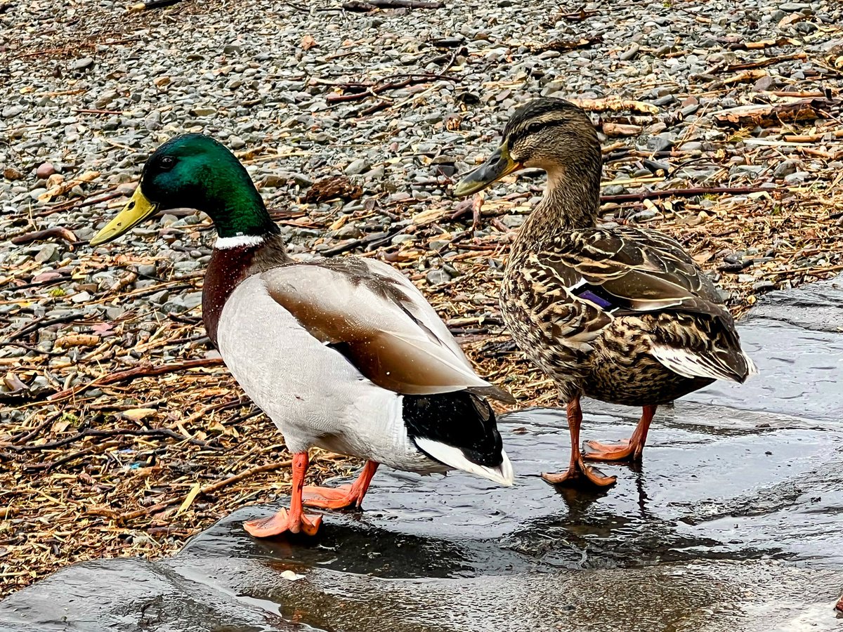 Mr & Mrs Mallard #MallardMonday