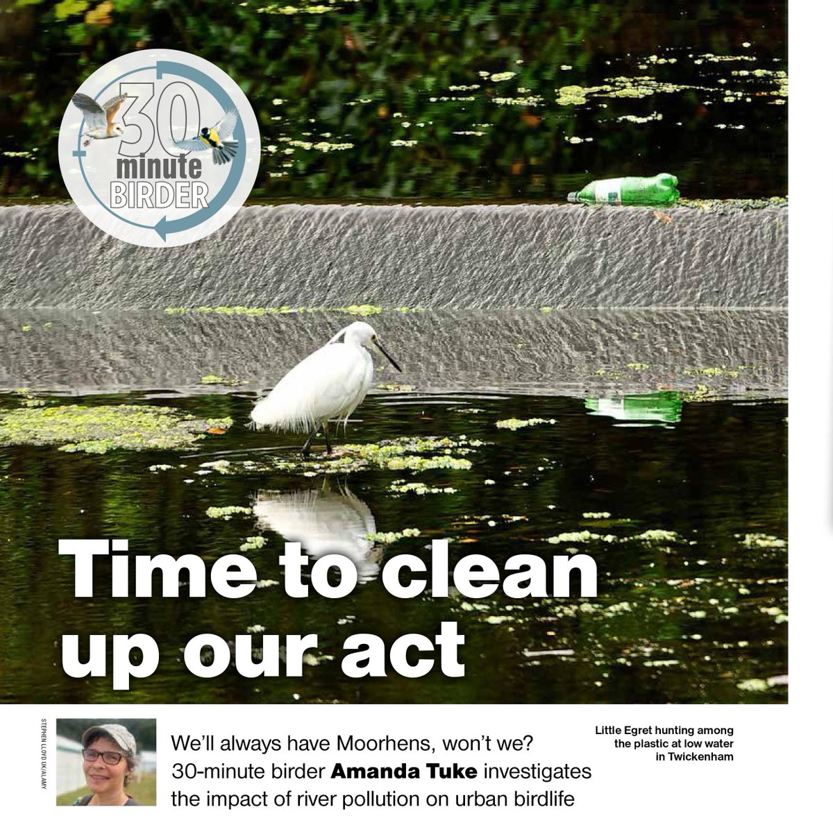 This month's #30MinuteBirder column in the May issue of @BirdWatchingMag is about the dirty subject of #riverpollution. & our guilty secret that birders do like a sewage outfall... the-urban-naturalist.com/2024/04/29/30-…