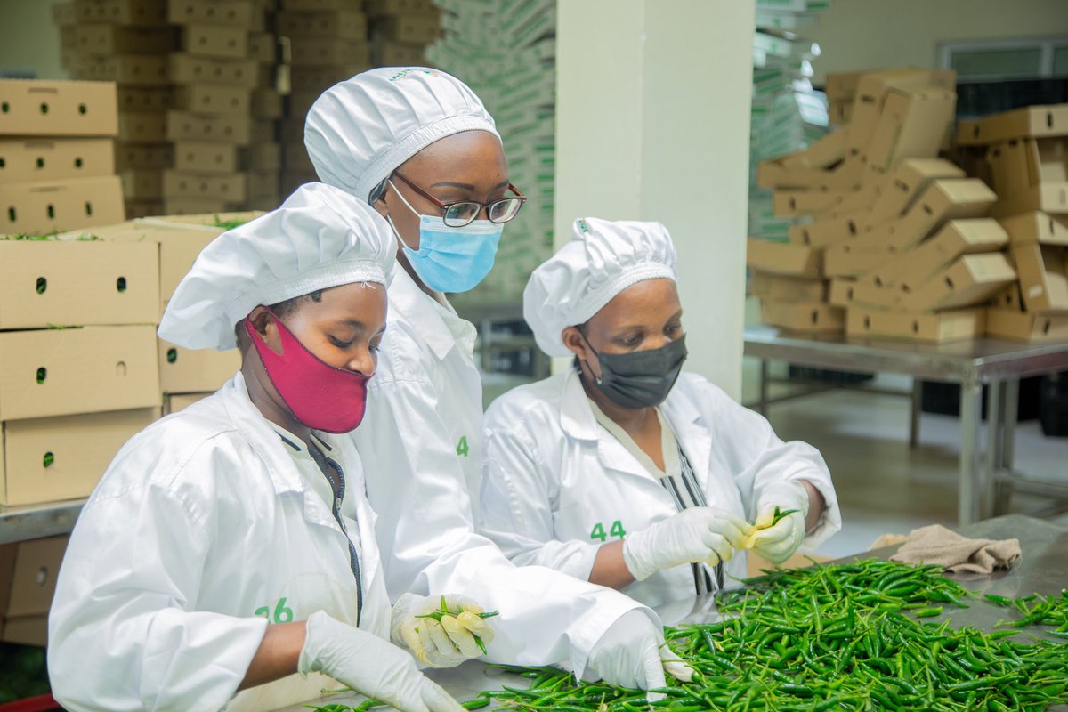 ryaf_agribiz's tweet image. Youth in agribusiness : describes how young people are actively involved in the agricultural sector as agripreneurs, innovators, and contributors to agricultural development, economic growth, and food security.
🌱#YouthinAg #Agripreneurship