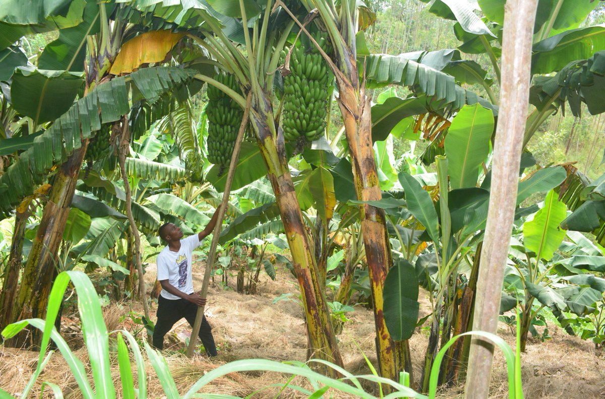 ryaf_agribiz's tweet image. Youth in agribusiness : describes how young people are actively involved in the agricultural sector as agripreneurs, innovators, and contributors to agricultural development, economic growth, and food security.
🌱#YouthinAg #Agripreneurship