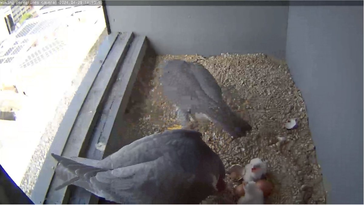 Second chick has now hatched...