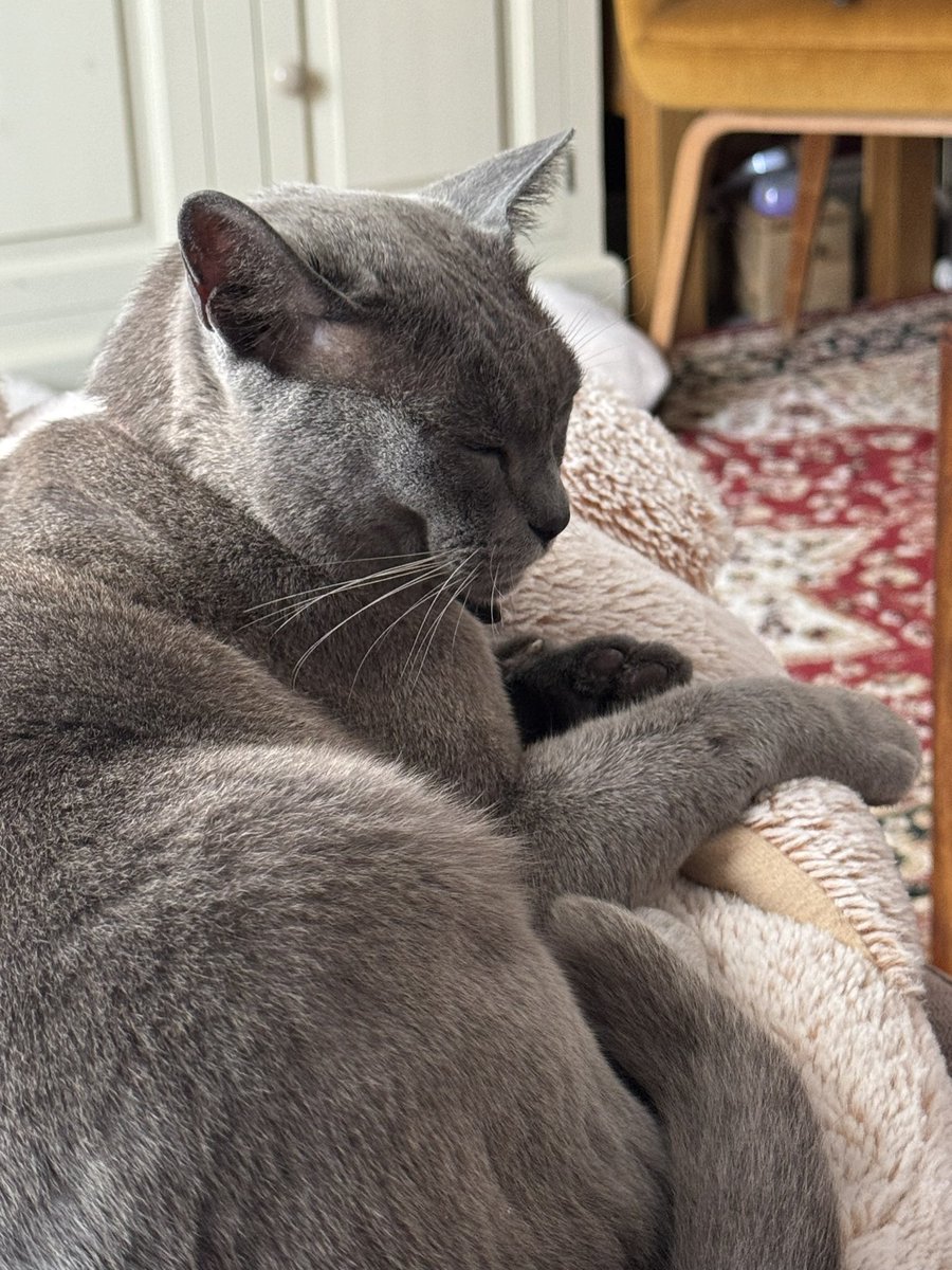 GusBlueBurmCat's tweet photo. Having a pondering day as still a bit cold #CatsOnX https://t.co/xn6hY5gfjb