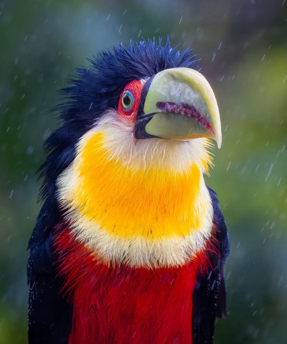 Red-breasted Toucan ❤️🖤💛🧡