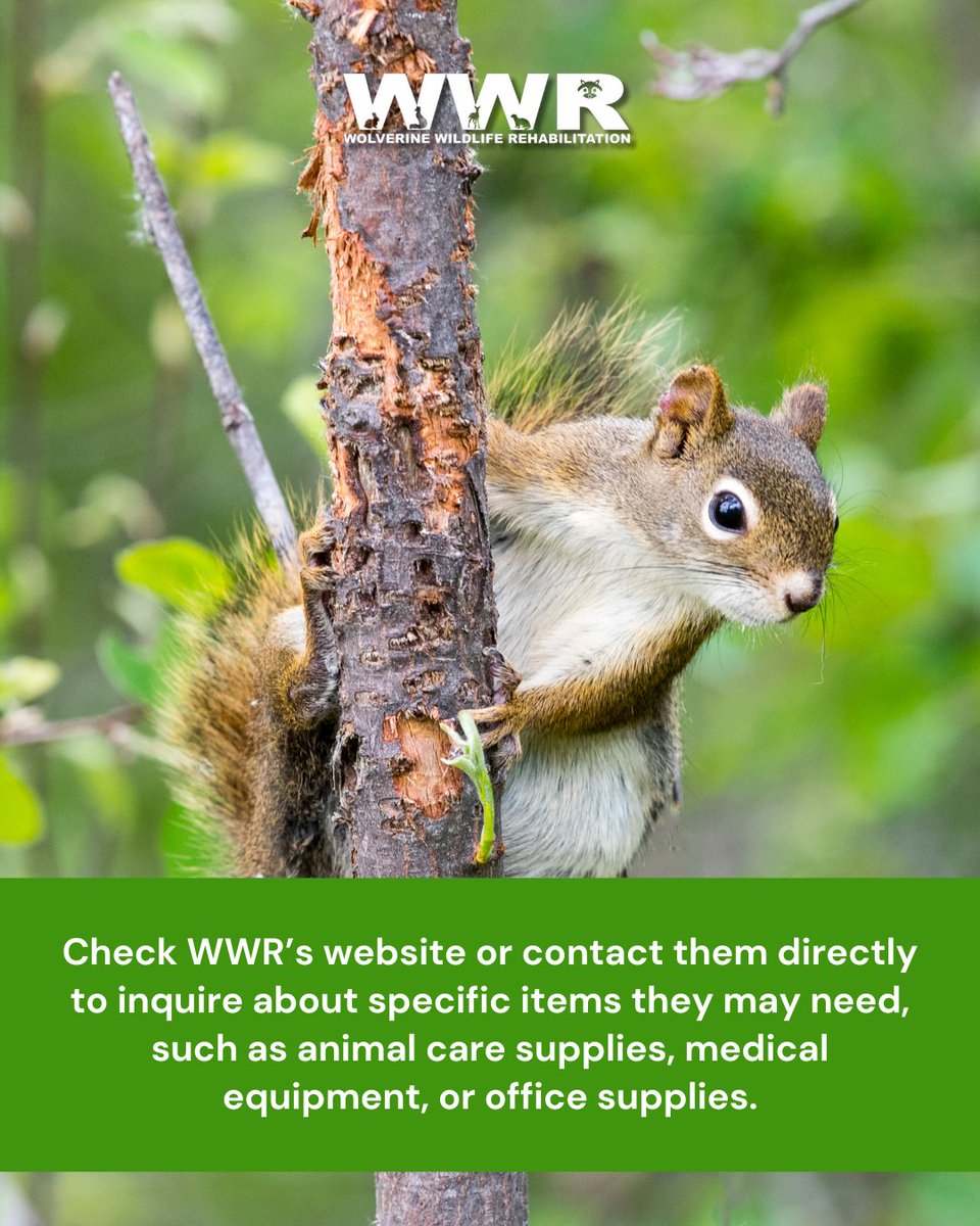 Support WWR by checking their website or contacting them directly to inquire about their specific needs, whether it's animal care supplies, medical equipment, or office essentials. . #wwr #wolverinewildliferehabilitation #nonprofit #camdenmichigan #wildlifeconservation