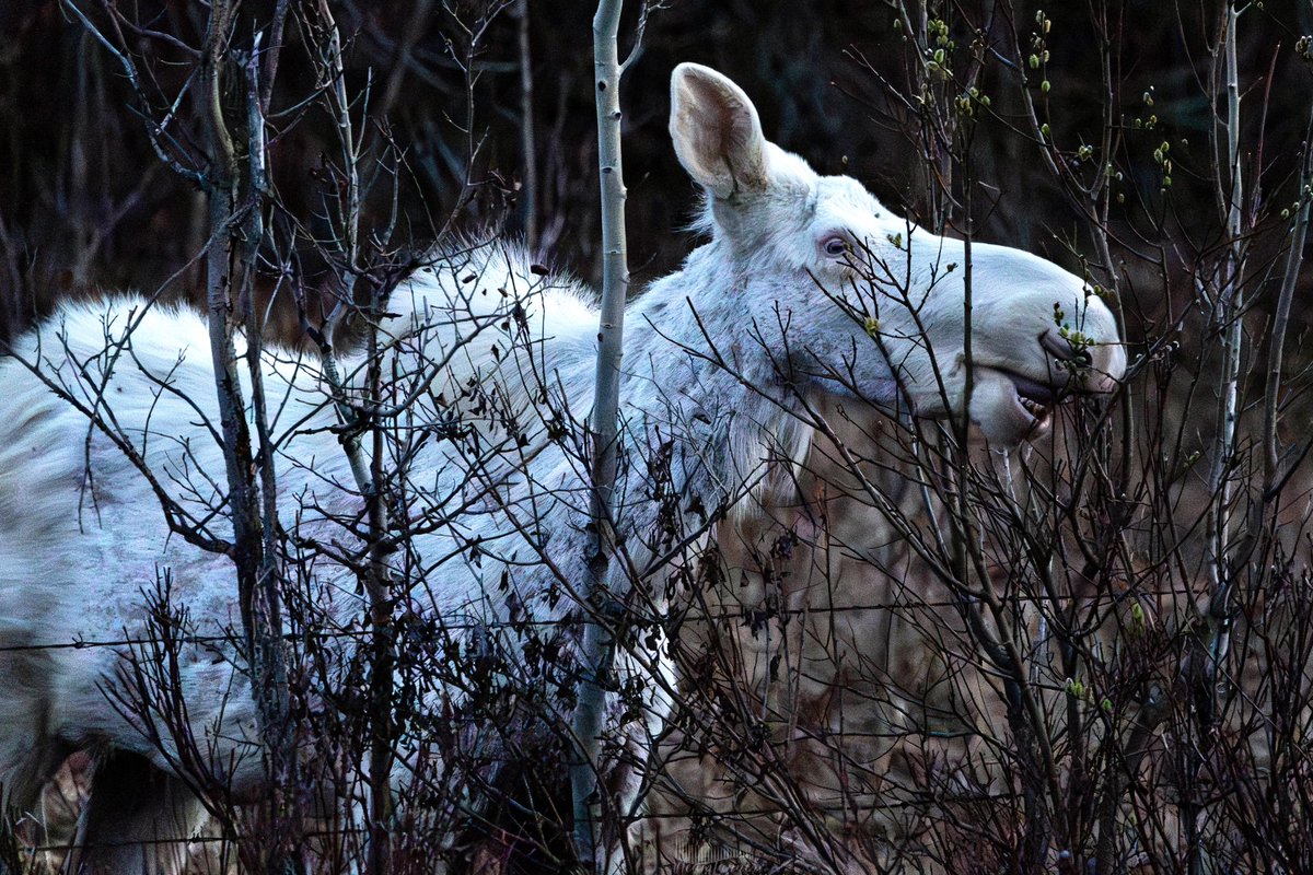 OMG! Truly amazing to see the rare white albino moose last night in Central, Alberta. Being Cree I call it the spirit moose which we believe is good fortune, luck and a good omen. #albinomoose #TeamTanner @treetanner @NatureAlberta