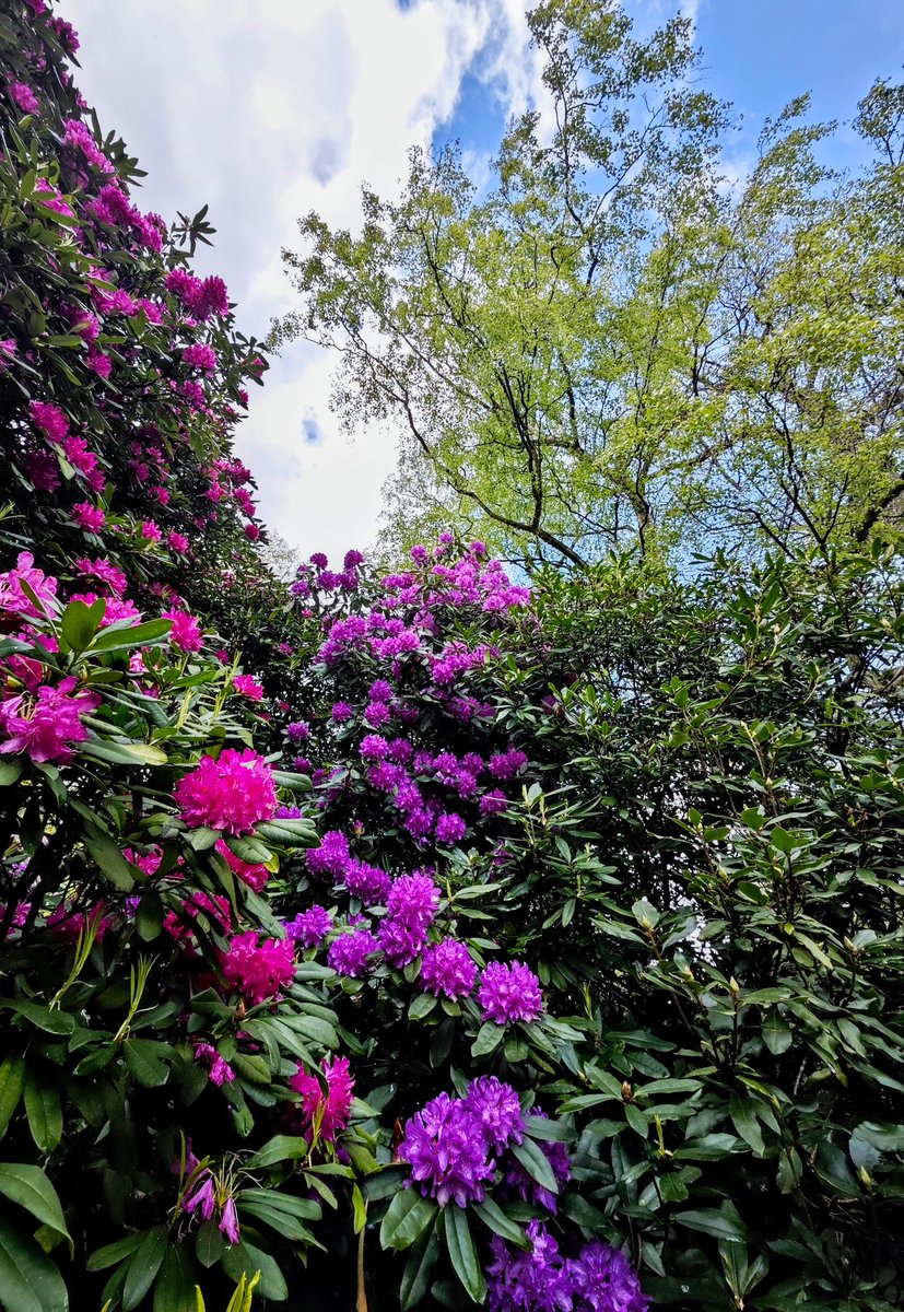 #AlphabetChallenge #WeekR R is for a Riot of Rhododendrons... 📸