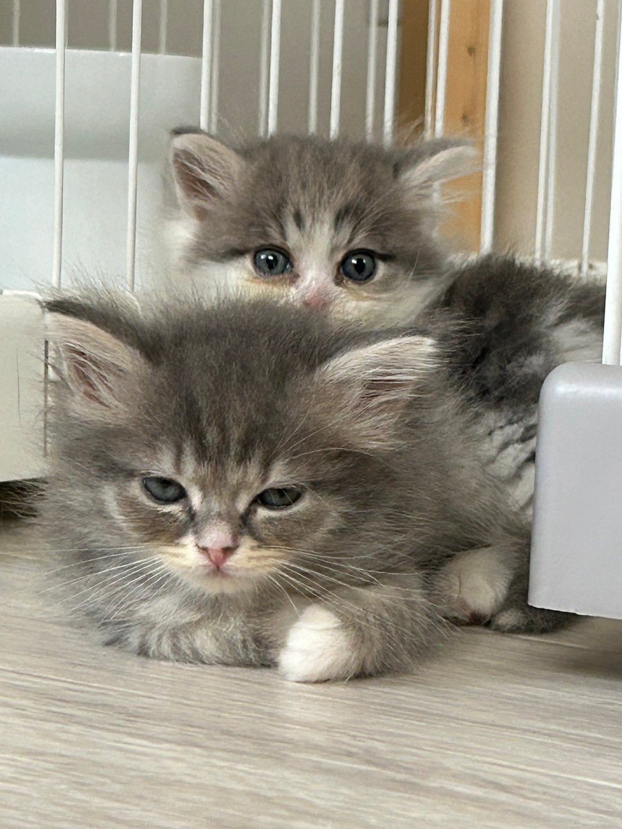 CATLAND Vivi (@Vivi_siberian) / Posts / X