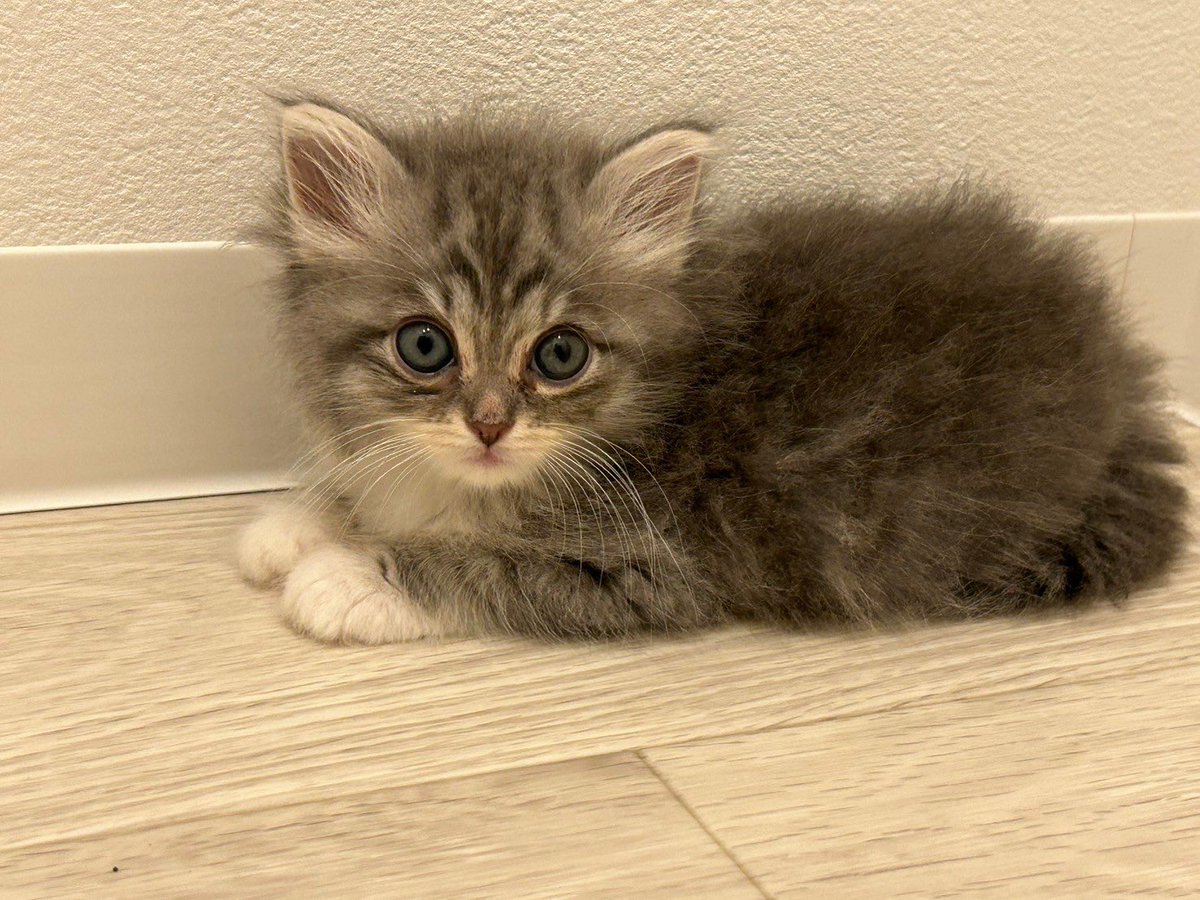 CATLAND Vivi (@Vivi_siberian) / Posts / X