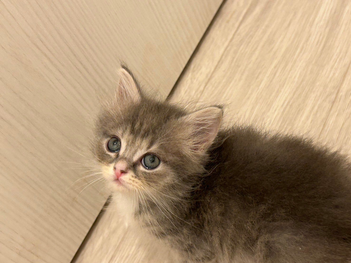 CATLAND Vivi (@Vivi_siberian) / X