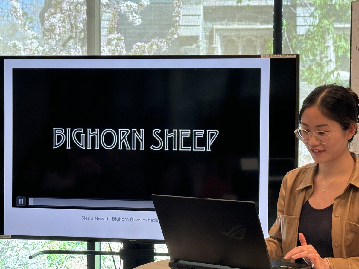 Hey @YosemiteSteve and @YoseConservancy @YosemiteNPS the @HarvardGSD students are showing your amazing video on bighorn sheep!