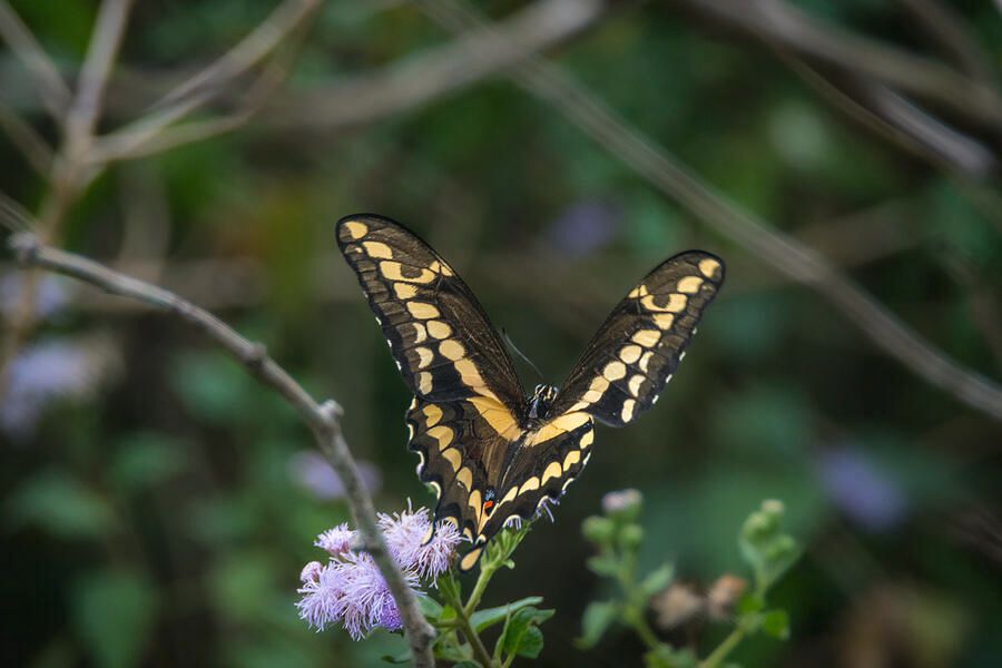 Giant Swallowtail South Texas ©Debra Martz
Hiking  Laguna Atascosa Wildlife Refuge in Southern Texas we were greeted by numerous #butterflies.
debra-martz.pixels.com/featured/giant…  

#insects #butterfly #nature #photography #PhotographyIsArt #BuyIntoArt #AYearForArt #SpringForArt #DebraMartz