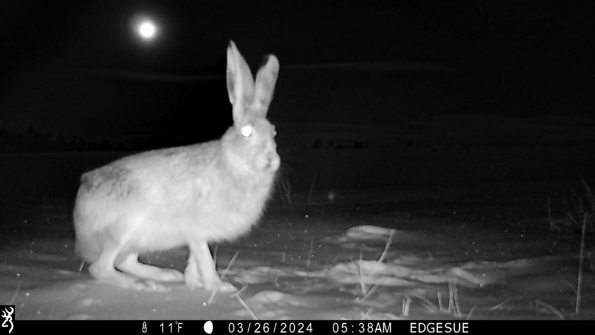 One of the local white-tailed jackrabbits under a full moon. ❤️🐰❤️