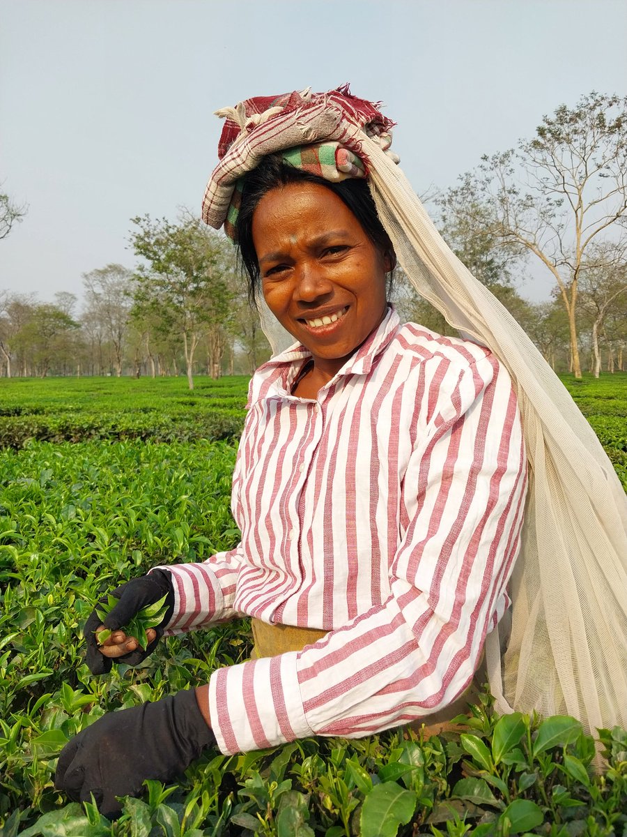 Lakshmi Kujur at work. In one of India's most beautiful landscapes dominated by forests, human habitations & tea gardens, human-wildlife conflict is taking a toll on women. Story coming in @Tehelka @ParveenKaswan @AliyaBashir @pargaien #NorthBengal