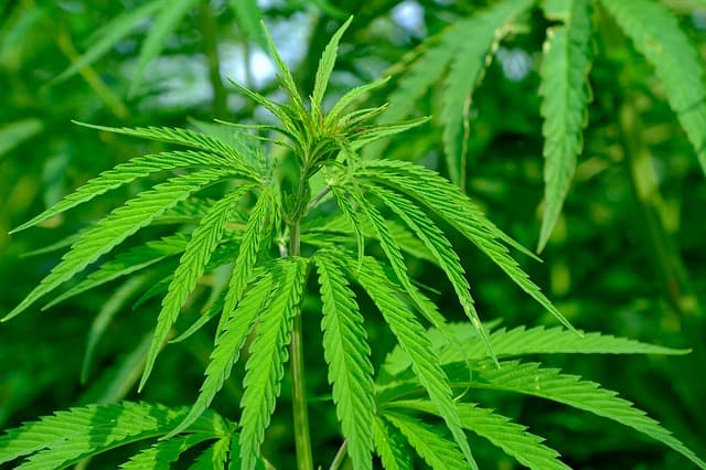 #cannabis #marijuana #thc #cannabiscommunity ‘This Drug Is Toxic to the Heart, Period’: Marc Siegel on Marijuana :: Grabien News ‘This study looked at 430,000 people’ Mar 2, 2024 9:30 AM By Grabien Staff mmpconnect.com/?p=112535