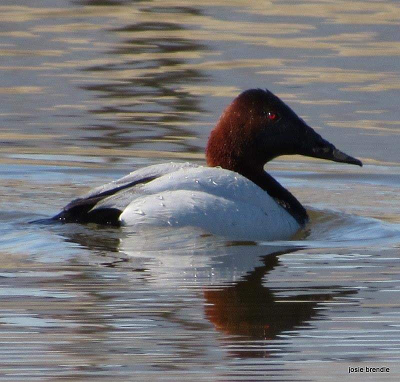 @monkbonk @Mother_Duckie How about a Canvasback?