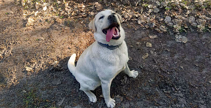 Roczny wesołek szuka fajnego domku.
Więcej: adopcje.labradory.org/roki-6/
tel: 573981988, 510957071 #labradoryorg #labradorydoadopcji #labrador #labradorretriever #adoptujpsa