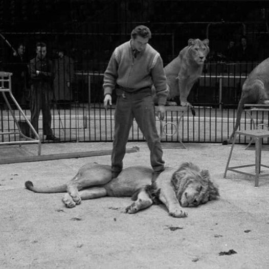 Why you must never support circuses. A hellhole for animals.