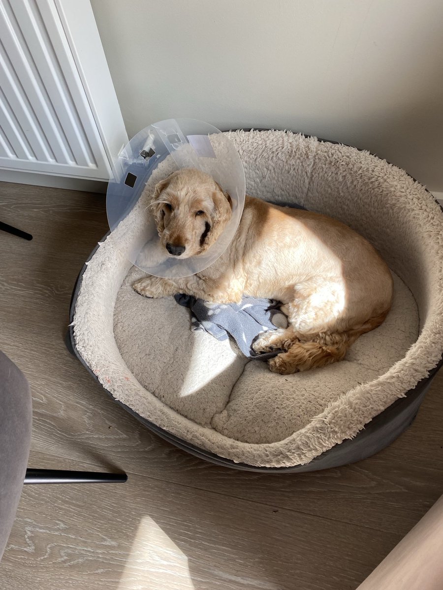 There’s been a case of False Pretences *angry ears* 😡 I am NOT a happy Alfie 😖 *stamps paw* Was told we’d be seeing my vetty lady this evening to get rid of this stoopid lampshade. Now ‘plans have changed’ 😫 & I’ve to wait until tomorrow! Anyfur got the compo claim number?