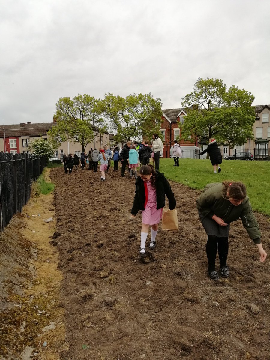 A job made easier thanks to the pupils from @allsaintsbootle, sowing a wildflower corridor in Peel Road Park to add beauty and biodiversity @HeritageFundUK @GreenSefton_