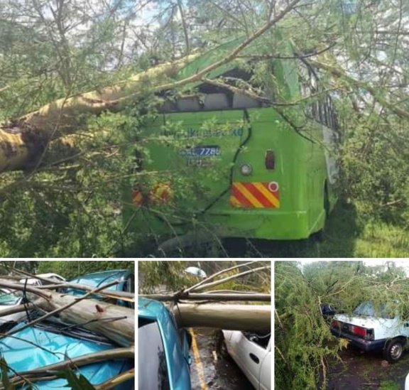 NEWS UPDATE Trees fall on vehicles at Thika, Juja JKUAT following heavy rains this afternoon