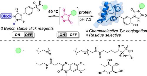 Thermally Triggered Triazolinedione–Tyrosine Bioconjugation with Improved Chemo- and Site-Selectivity @J_A_C_S #Chemistry #Chemed #Science #TechnologyNews #news #technology #AcademicTwitter #AcademicChatter pubs.acs.org/doi/10.1021/ja…