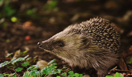 🦔 Hedgehog Awareness Week is 6-10 May 2024! Join the hedgehog festivities at BCU next week and help make a difference in the lives of hedgehogs in Birmingham. See the full list of activities below: ✨ icity.bcu.ac.uk/News/Hedgehog-… ✨