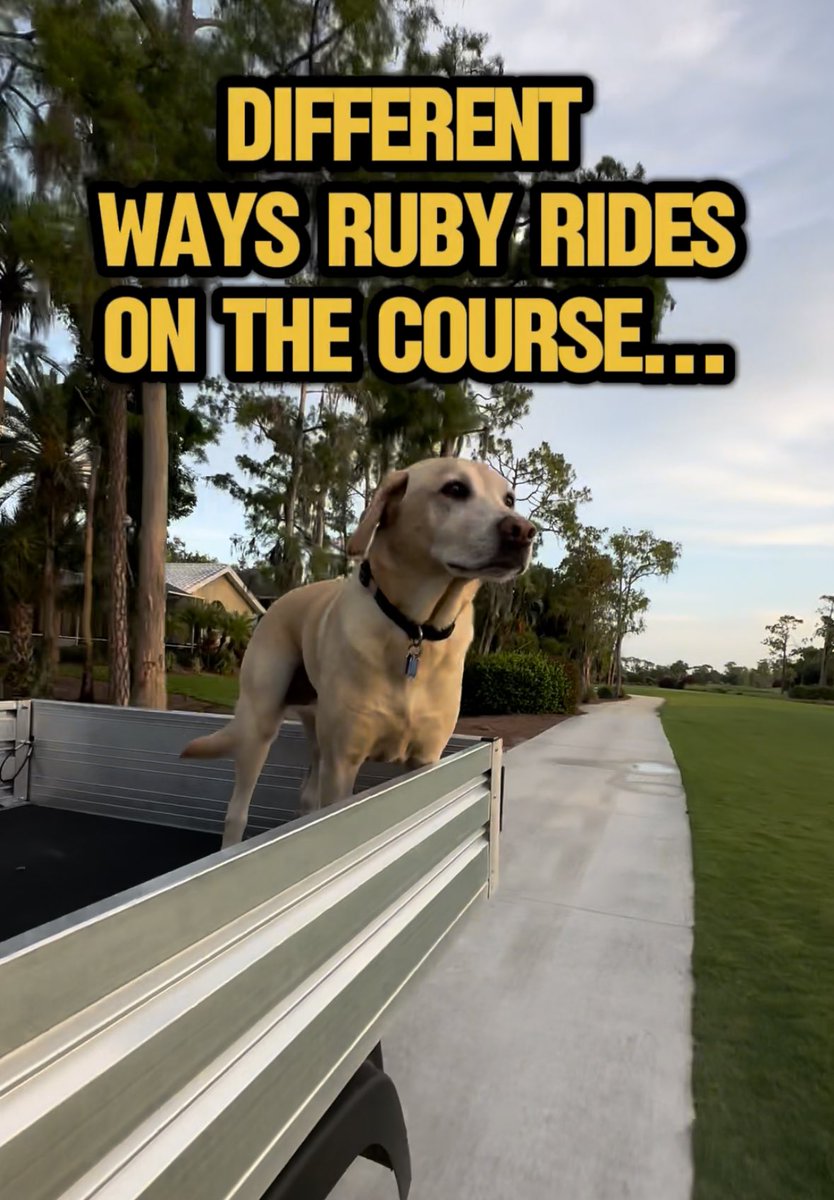 Want to see how my dog RUBY rides around the golf golf course? Watch here 👇 @DogsOfTurf youtube.com/shorts/sTUDdkN…