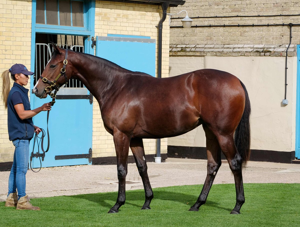 🇺🇸 Peak Earnings made a winning debut for Chad Brown at @TampaBayDownsFL & looks yet another smart prospect in the USA from Book 1 of the #TattsOctober Yearling Sale. She was purchased for 200,000gns by Mike Ryan as agent for Klaravich from @AdrianOBrien2's Hazelwood Bloodstock.