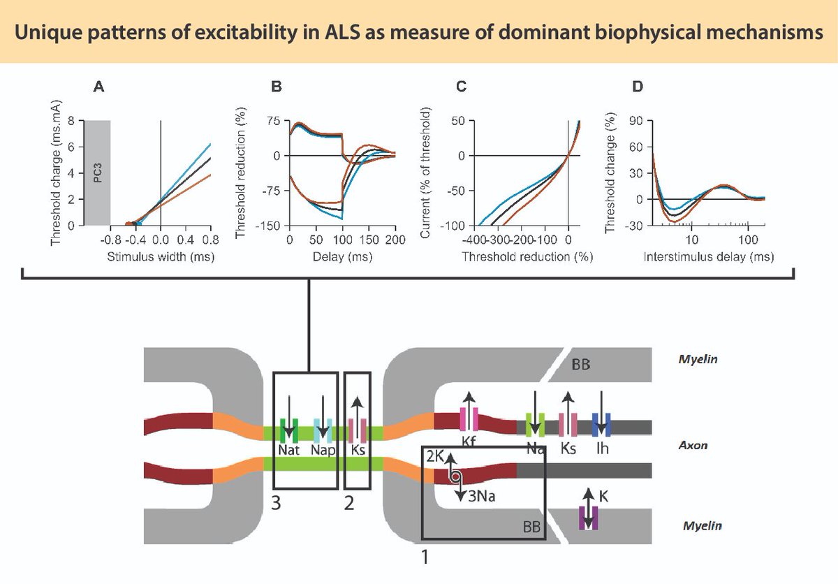 Stikvoort et al. report that nerve excitability in ALS is characterized by four unique patterns, each originating from changes in different membrane properties. Changes related to altered gating kinetics of slow potassium channels predict progression rate. tinyurl.com/munc7jdf