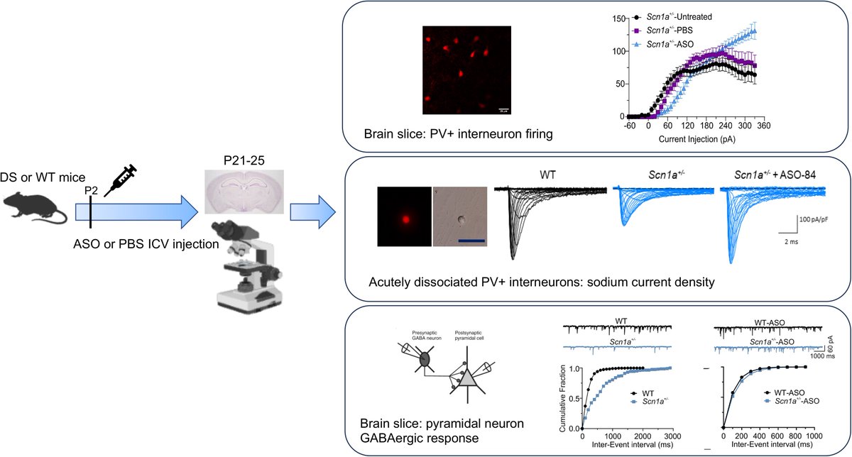 Antisense oligonucleotides (ASO) targeting an exon in SCN1A are being investigated as treatments for Dravet syndrome. Yuan et al. show that ASOs restore firing properties, GABAergic signalling, and sodium currents in the brains of Dravet syndrome mice. tinyurl.com/364zpm92