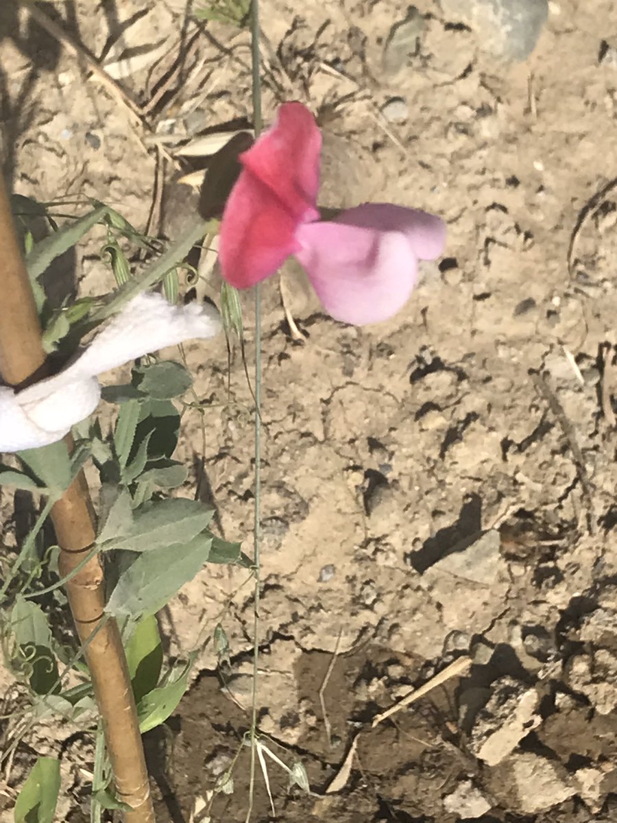 115 gün: İlk tohumdan ekdiğim çiçeklerden biri açtı. Hüzünlü güzellik mi desem. Özlerik, kaderinizi kabul edemiyoruz. Güzel oğlum cennete bizi bekle. Sevgimiz ebediyen sürecek ❤️❤️❤️❤️🙏🙏🙏😭🙏❤️❤️❤️❤️❤️❤️❤️🙏🙏🙏🙏🙏🙏🙏🙏🙏🙏🙏🙏🙏🙏🙏#isiasortakdavamız