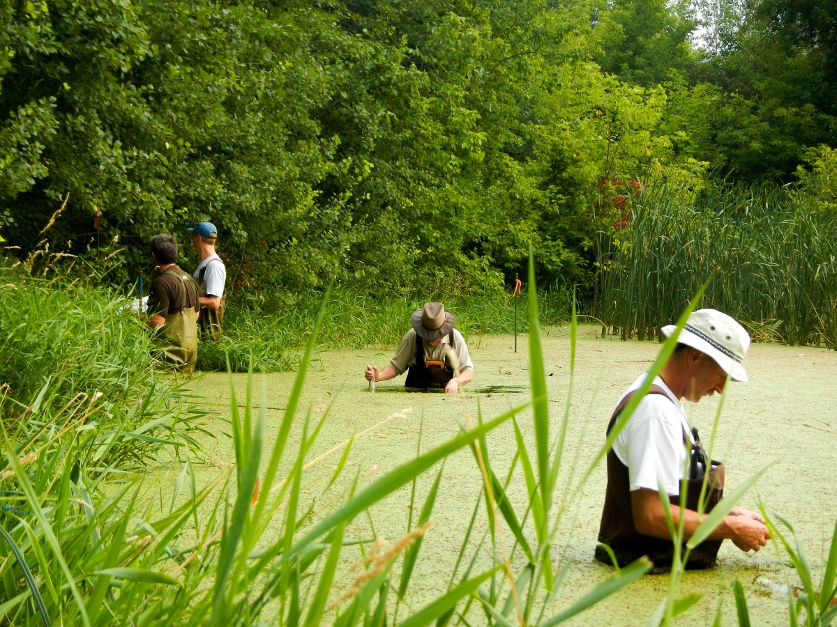 Dakota County is looking for Wetland Health Evaluation Program (WHEP) volunteers to join our Burnsville team. As a team, you’ll work to collect data on plants and macroinvertebrates for a total of 20 – 40 hours throughout the summer. 
Check it out: bit.ly/WHEPvolunteer