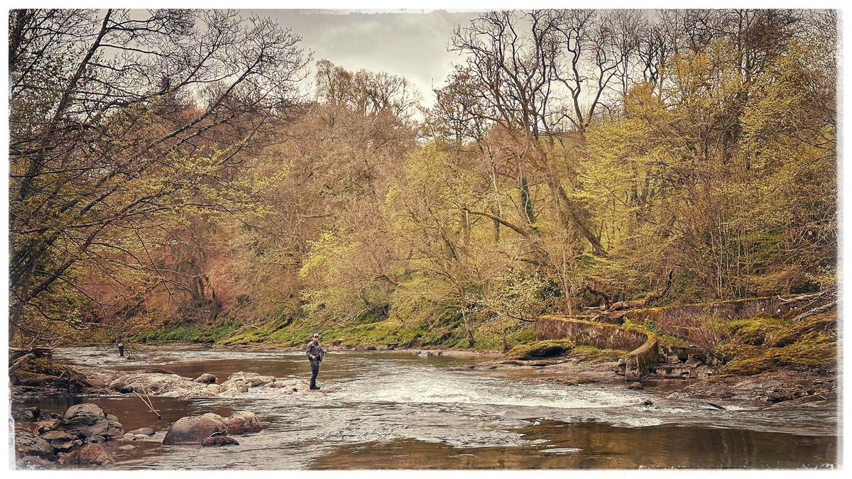 Fun times on the gorgeous river Ericht last week. Fisheries scientist David Summers on hand to coach the anglers on the plight of the endangered Atlantic salmon. 

Lesson 1 - don’t eat farmed salmon! And it’s all farmed. (Regardless of the lying labels). 🙏
#offthetable