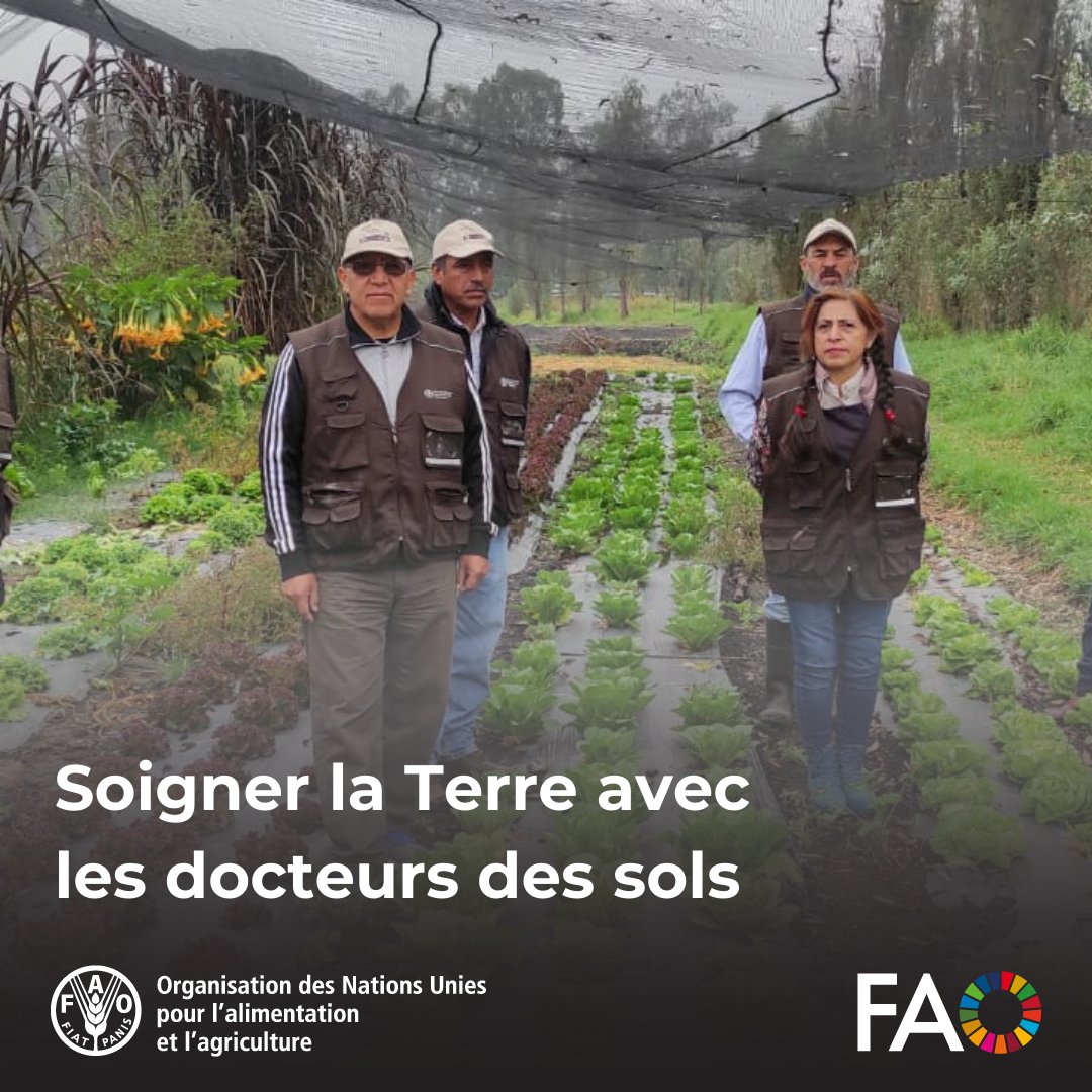 Dans 21 pays, le Programme mondial des docteurs des sols de la @FAO transforme l'agriculture en formant les agriculteurs à devenir des experts des sols. Apprenez à les connaître 👉 bit.ly/44iTf28 #SantéDesSols