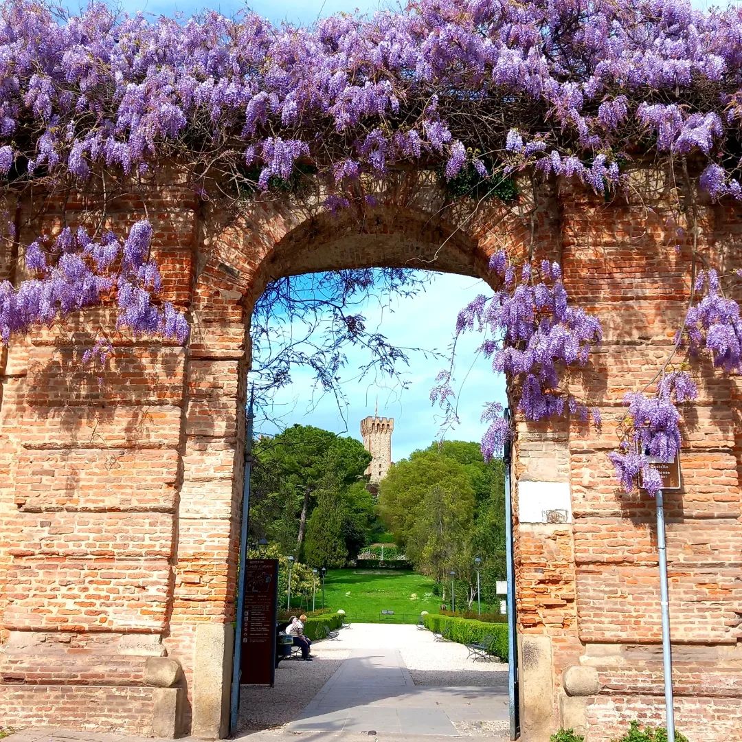 La primavera a #Este parte dai glicini, ma da uno in particolare. Questa pianta secolare cresce nel parco del Castello Carrarese, colorando la cinta muraria di violetto e profumando la città con il suo aroma floreale 🪻 tinyurl.com/mwym7f7x #Padova #VisitVeneto