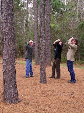 Many years ago when Jonathan Franzen came to speak at my U. in Carolina I was dispatched to help with his special request: he wanted to see a brown-headed nuthatch. Here we are getting the man his bird. @BirdCentralPark