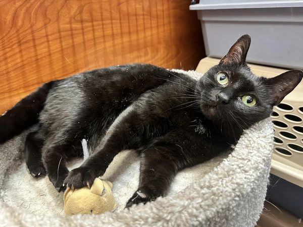 Welcome Luna! Luna is a 9 yr old beauty surrendered to an overcrowded local shelter. She’s confused and sad as to why the only family she ever knew left her. Luna is making the best of her situation and is starting to open up in our venue. She is affectionate and loves to play.