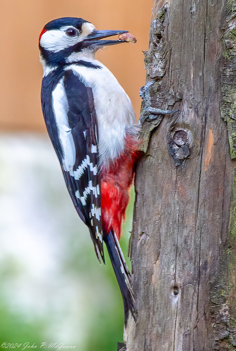 The Woodpecker is back!! GSW in the garden Bartley Green Birmingham 26-04-24 @Natures_Voice @RSPBbirders @_BTO @BTO_GBW @EcoRecording @iNatureUK @inaturalist